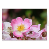 pretty pink wild rose flowers for ladies greeting card