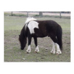 pretty pony at park postcards