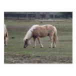 pretty pony postcard postcards