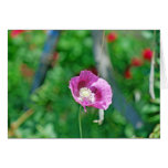 Pretty Poppy Cards