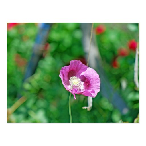Pretty Poppy Postcards