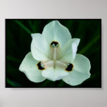 Pretty Poppy Posters