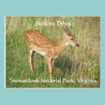 Pretty Profile postcards