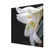 Pretty, pure white Easter lily flower in black Gallery Wrap Canvas