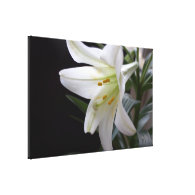 Pretty, pure white Easter lily flower in black Stretched Canvas Print