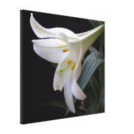 Pretty, pure white Easter lily flower in black Gallery Wrapped Canvas