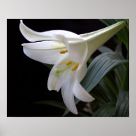 Pretty, pure white Easter lily flower in black Posters