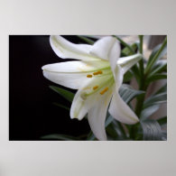 Pretty, pure white Easter lily flower in black Print