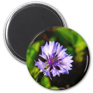 Pretty Purple Cone-flower Magnet