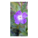 pretty purple flower  photo card photo cards