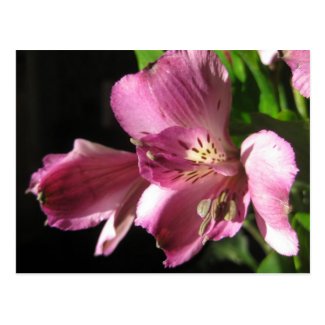 Pretty Purple Flower Post Cards