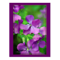 Pretty Purple Flowers - Postcard