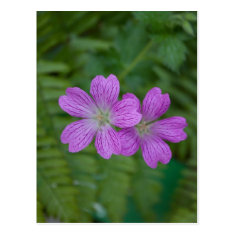 Pretty Purple Flowers Postcard Post Card