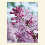 Pretty Purple Lilacs postcards