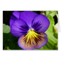 Pretty Purple Pansy Card by dlgray Pretty Purple Pansy Card