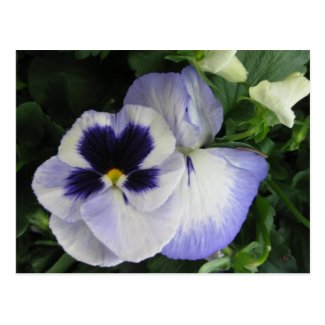 Pretty Purple Pansy Flowers Postcards