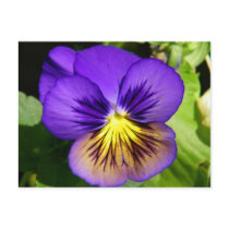 Pretty Purple Pansy Postcard