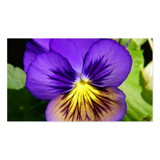Pretty Purple Pansy Profile Cards Business Card (back side)