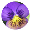 Pretty Purple Pansy Stickers by dlgray Pretty Purple Pansy Stickers