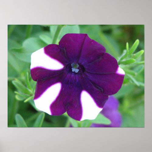 Pretty Purple Petunia print