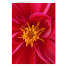 Pretty Red Dahlia Card