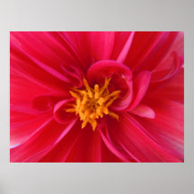 Pretty Red Dahlia Print