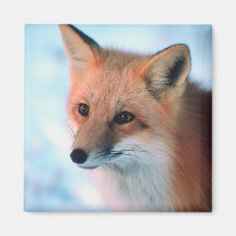 Pretty Red Fox Magnet