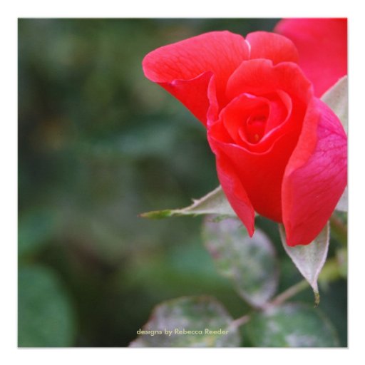 Pretty Red Rose Quinceanera Birthday Personalized Invitation