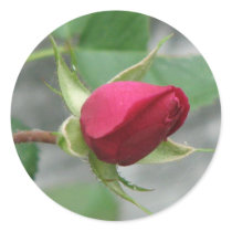 Pretty Red Rose stickers by princessklb07 Pretty Red Rose stickers