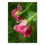 Pretty Rose Card Pretty Rose Card