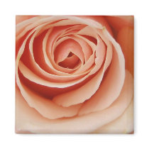 pretty rose magnet by ashroc pretty rose magnet
