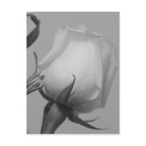 Pretty Rose postcards by princessklb07 Pretty Rose postcards