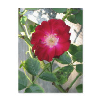 Pretty Rose postcards