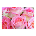 Pretty Roses posters