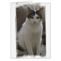 Pretty Sasha Greeting Cards