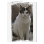 Pretty Sasha cards