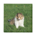 Pretty sheltie puppy sitting in grass magnet