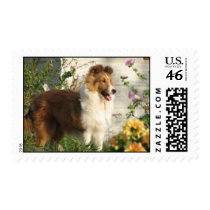 Pretty sheltie standing in flowers-stamp