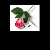 Pretty Single Stem Pink Rose t-shirts