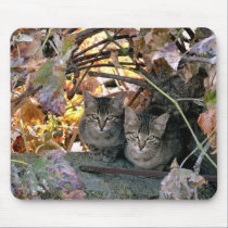Pretty Spanish Feral Cats Charity mousepads