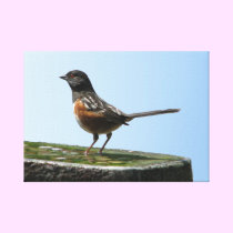 Pretty Spotted Towhee Stretched Canvas Print canvas prints