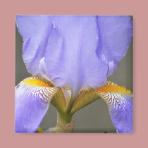 Pretty Spring Iris Flower magnets