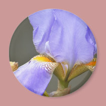 Pretty Spring Iris Flower magnets