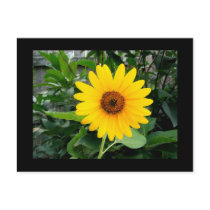 Pretty Sunflower postcards