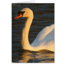 Pretty Swan Greeting Card