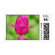 Pretty Tulips Postage Stamp