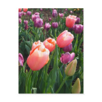 Pretty Tulips postcards