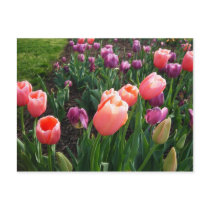 Pretty Tulips postcards