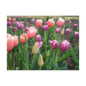 Pretty Tulips postcards