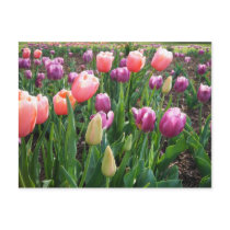 Pretty Tulips postcards